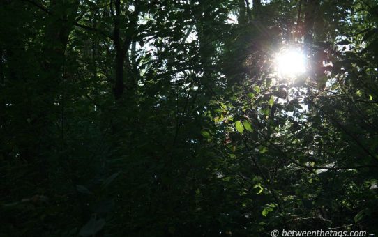 Sunlight in the woods