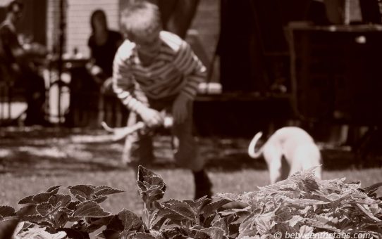 Boy playing with a dog