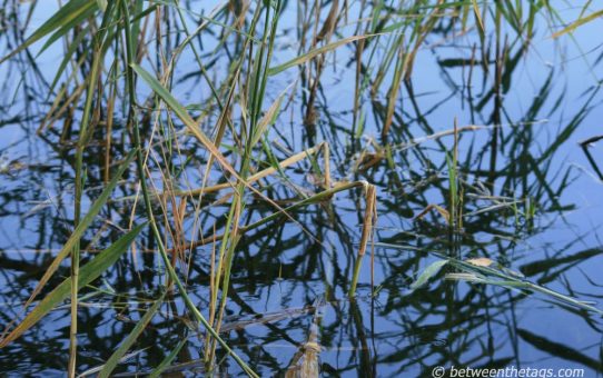 Naturschönheiten #2