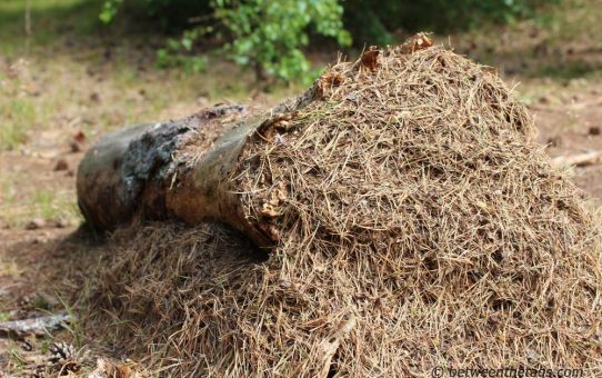 Nadeln im Ameisenhaufen