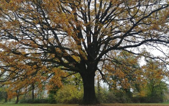 Autumn in Leipzig