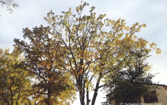 A tree in fall